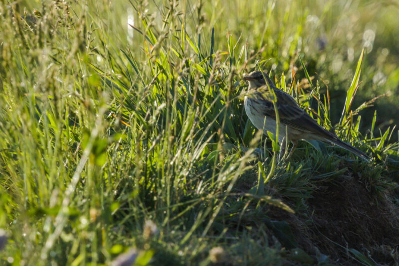 Pipit farlouse juvénile